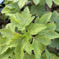 Ben Sarek Black Currant (Ribes nigrum 'Ben Sarek') at Oak Summit Nursery, fall 2026