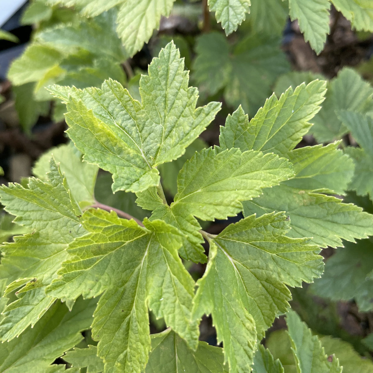 Ben Sarek Black Currant (Ribes nigrum 'Ben Sarek') at Oak Summit Nursery, fall 2026