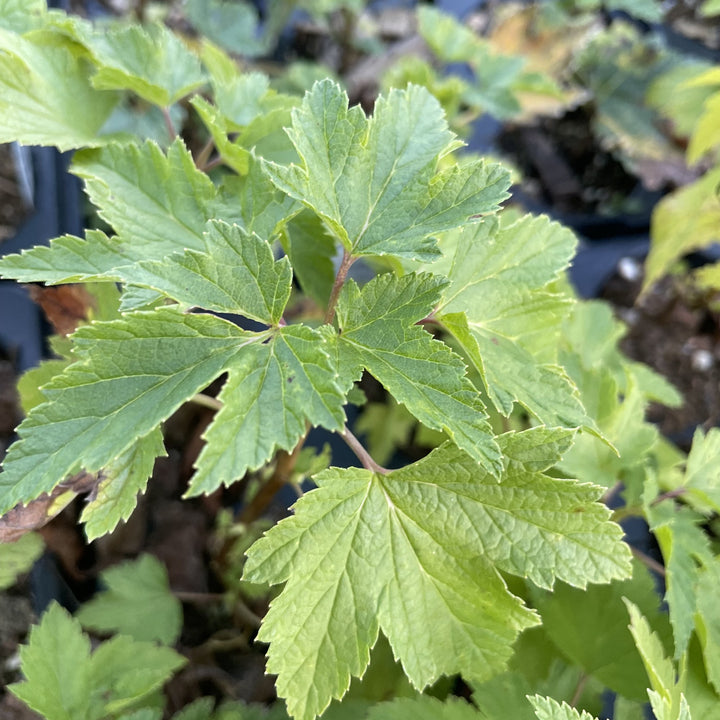 Ben Sarek Black Currant (Ribes nigrum 'Ben Sarek') at Oak Summit Nursery, fall 2026