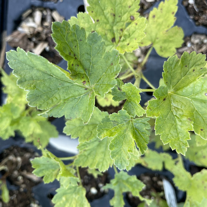 Red Jostaberry at Oak Summit Nursery, fall 2026