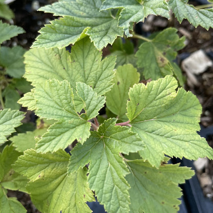Ben Lomond Black Currant (Ribes nigrum 'Ben Lomond') at Oak Summit Nursery, fall 2026