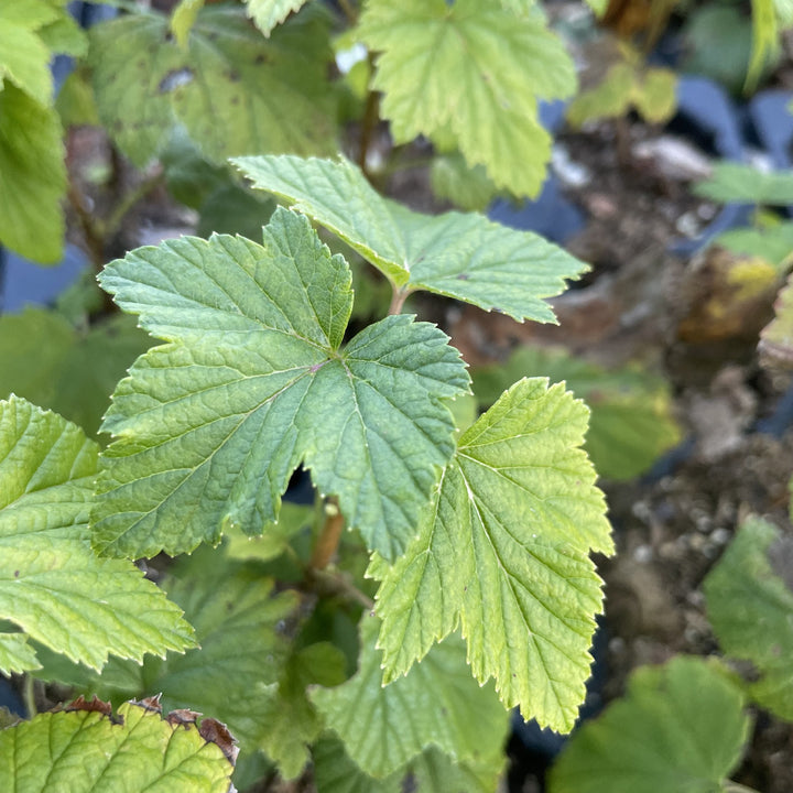 Titania Black Currant (Ribes nigrum 'Titania') at Oak Summit Nursery, fall 2026