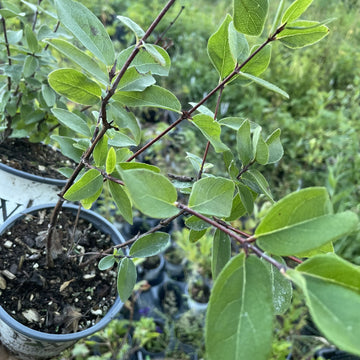 Berry Blue Haskap at Oak Summit Nursery, fall 2026