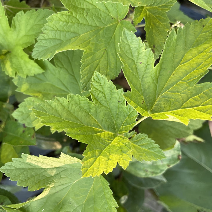 Laxton's Giant Black Currant at Oak Summit Nursery, fall 2026