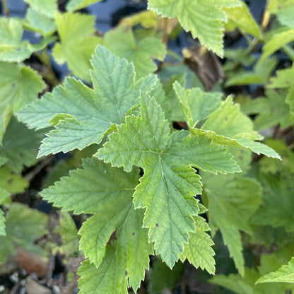 Swedish Black Currant at Oak Summit Nursery, fall 2026