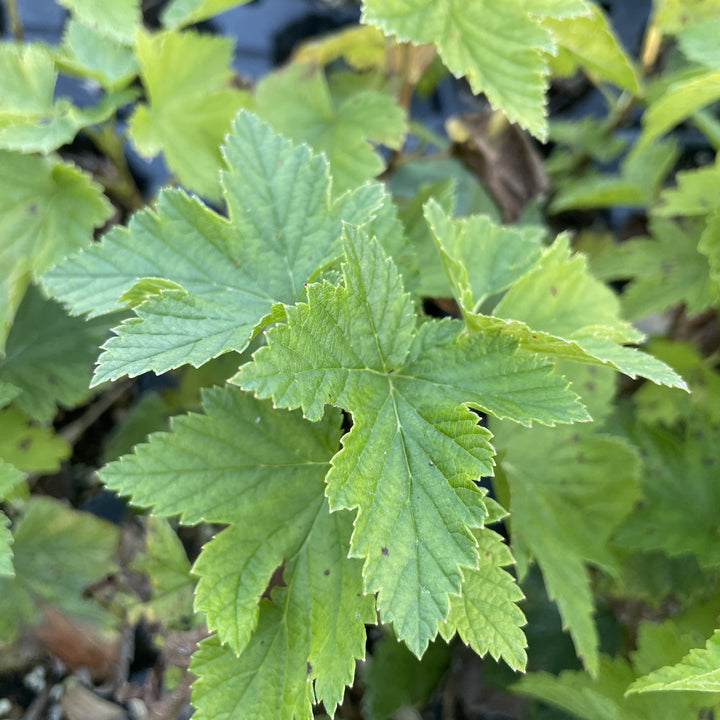 Swedish Black Currant at Oak Summit Nursery, fall 2026