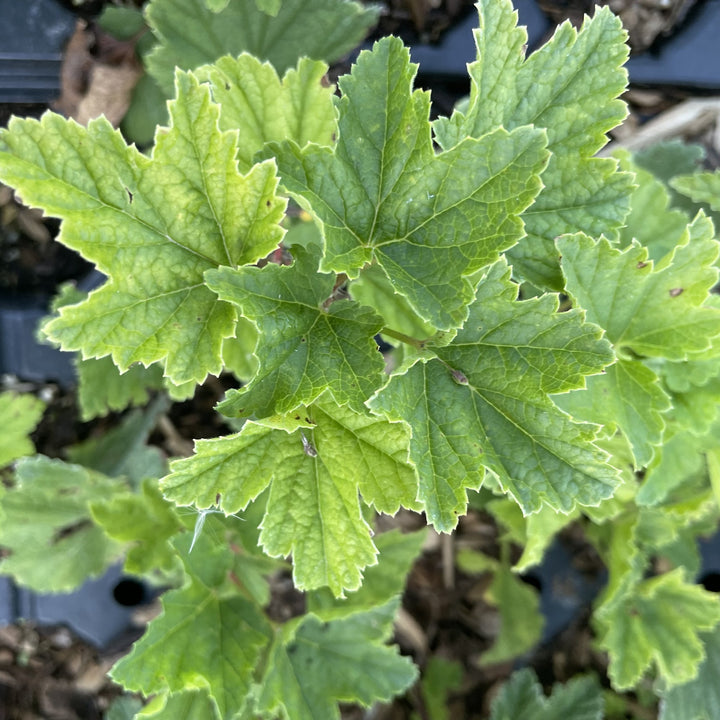 Gloire des Sablons Pink Currant at Oak Summit Nursery, fall 2026