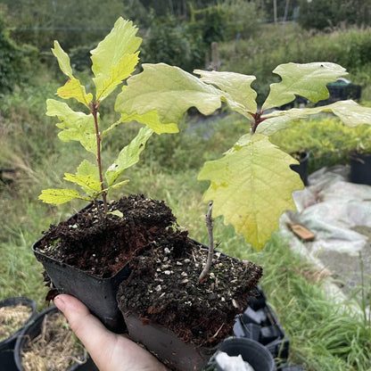 Bur Oak (Quercus macrocarpa) at Oak Summit Nursery, fall 2026