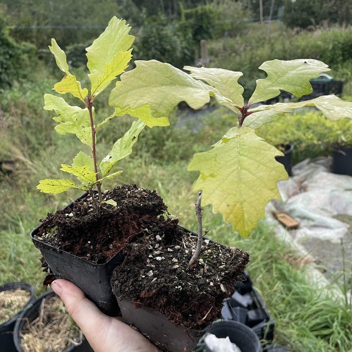 Bur Oak (Quercus macrocarpa) at Oak Summit Nursery, fall 2026
