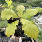 Bur Oak (Quercus macrocarpa) at Oak Summit Nursery, fall 2026