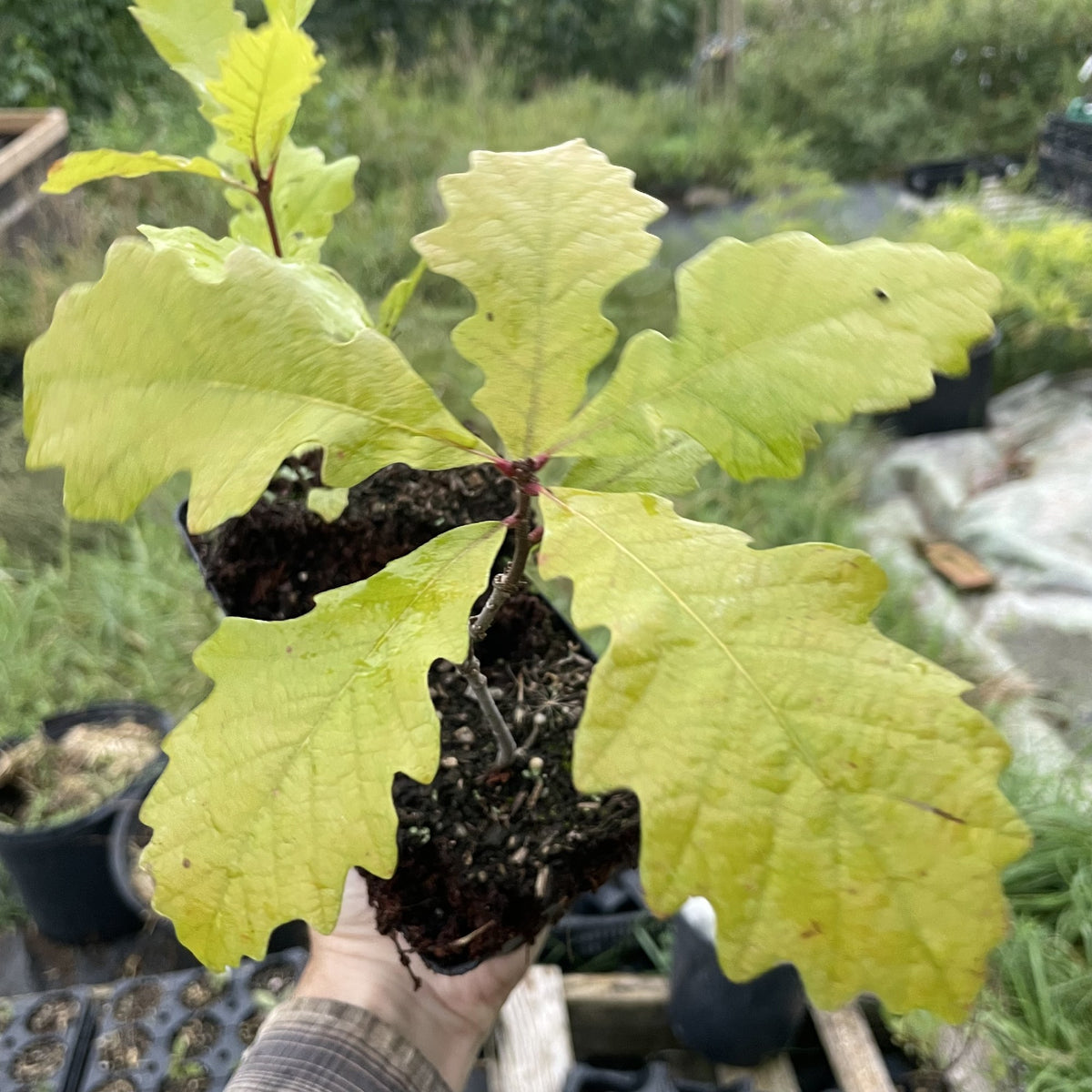 Bur Oak (Quercus macrocarpa) at Oak Summit Nursery, fall 2026