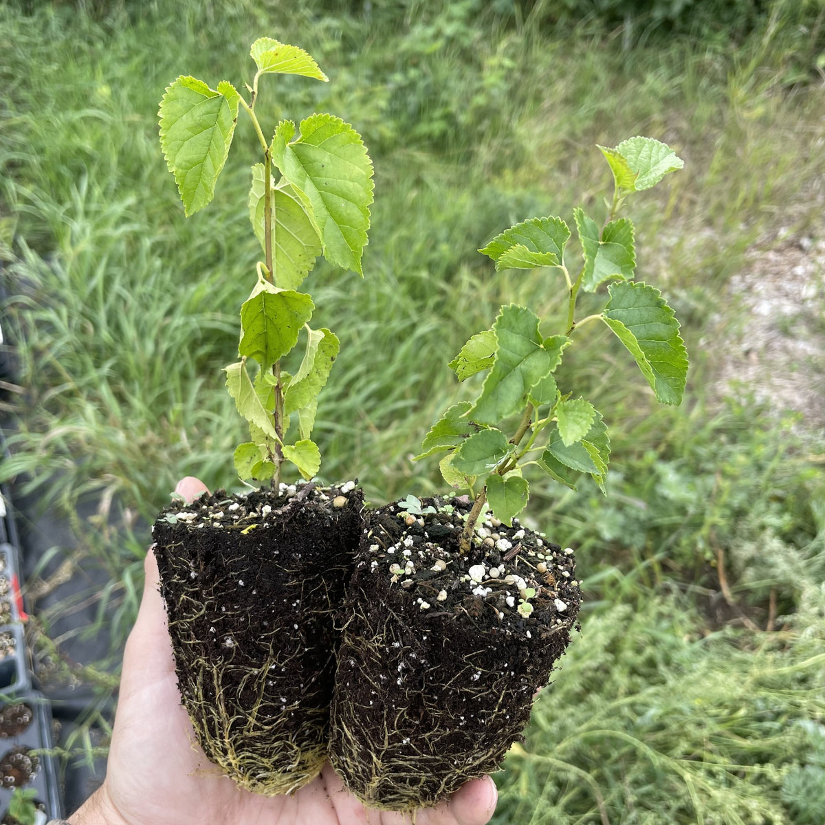 Tatarian White Mulberry (Morus alba var. tatarica) at Oak Summit Nursery, fall 2026