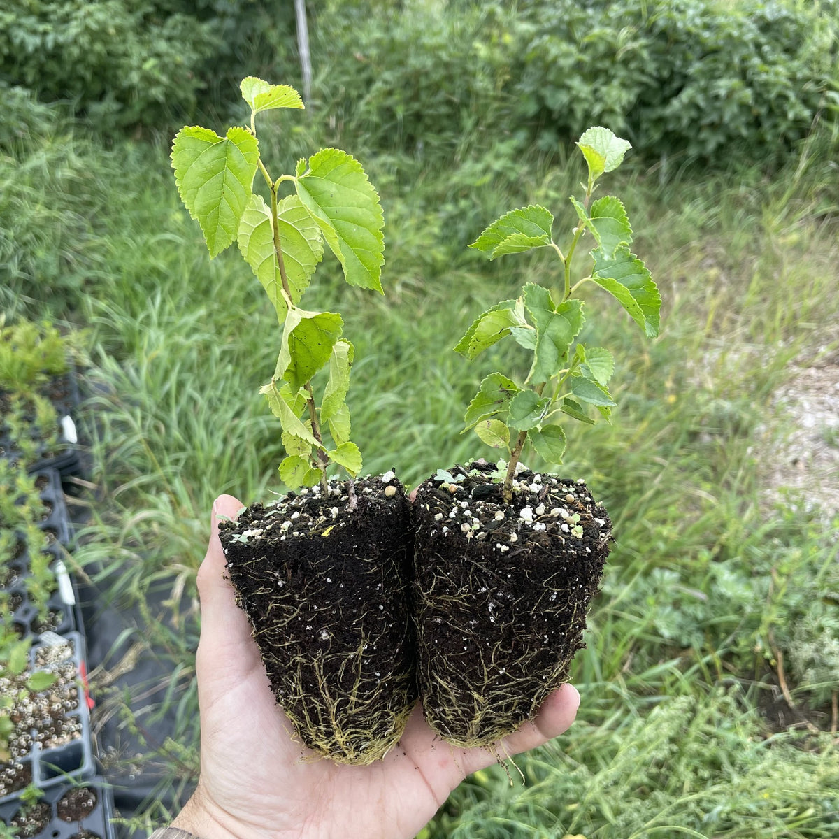 Tatarian White Mulberry (Morus alba var. tatarica) at Oak Summit Nursery, fall 2026