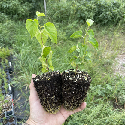 Tatarian White Mulberry (Morus alba var. tatarica) at Oak Summit Nursery, fall 2026