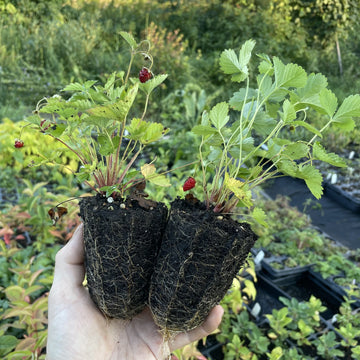 Alpine Strawberry at Oak Summit Nursery, fall 2026