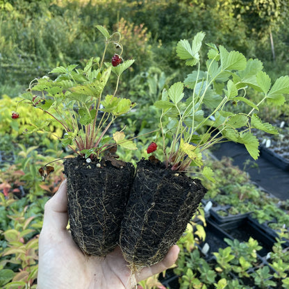 Alpine Strawberry at Oak Summit Nursery, fall 2026