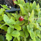 Alpine Strawberry at Oak Summit Nursery, fall 2026