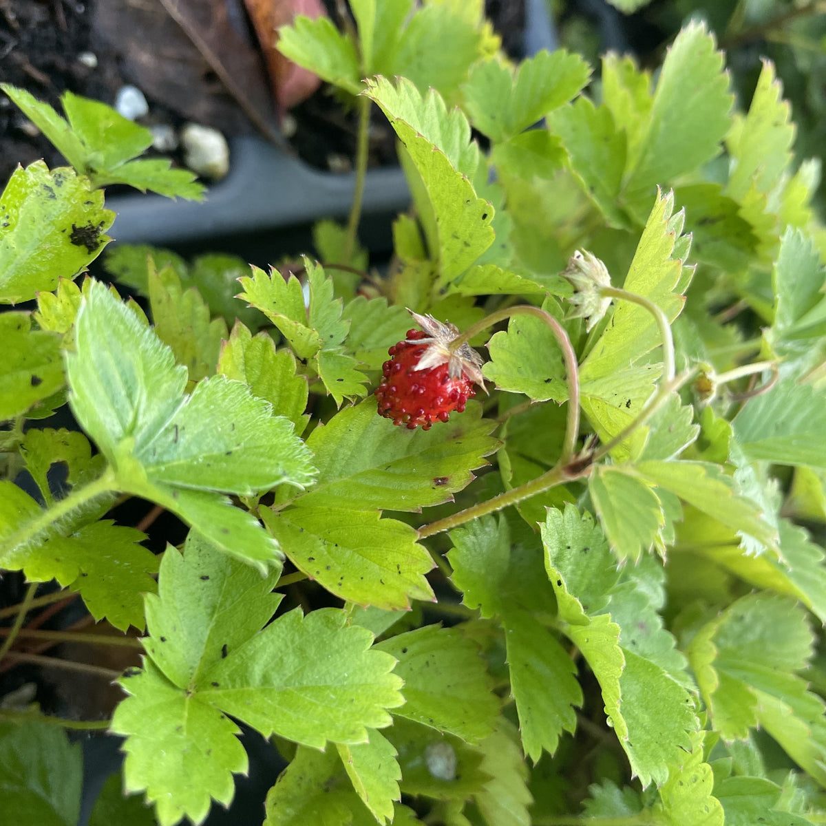 Alpine Strawberry at Oak Summit Nursery, fall 2026