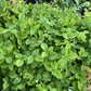 Alpine Strawberry at Oak Summit Nursery, fall 2026