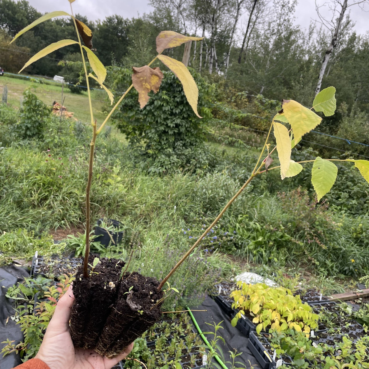 Manitoba Black Walnut at Oak Summit Nursery, fall 2026