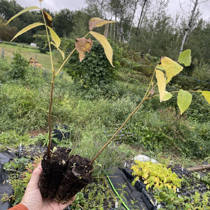 Manitoba Black Walnut at Oak Summit Nursery, fall 2026