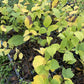 Manitoba Black Walnut at Oak Summit Nursery, fall 2026
