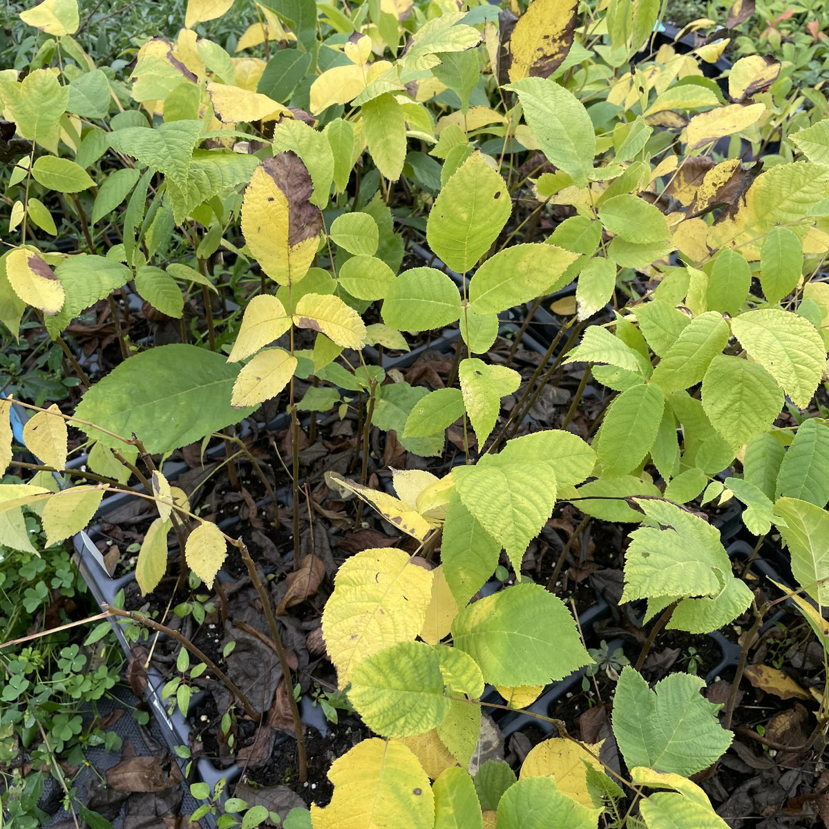 Manitoba Black Walnut at Oak Summit Nursery, fall 2026