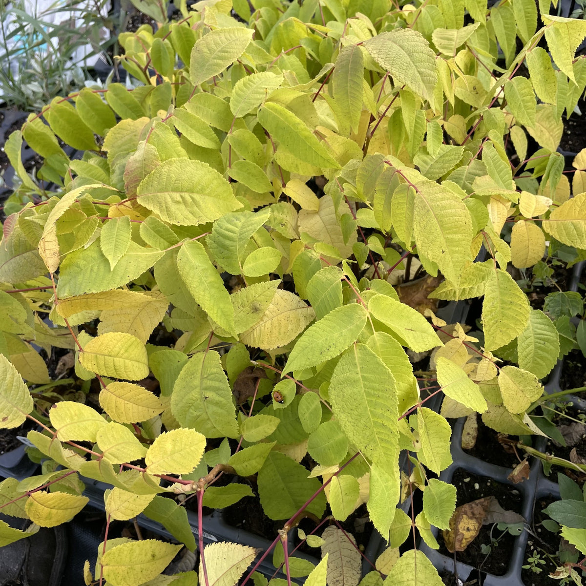 Manitoba Butternut at Oak Summit Nursery, fall 2026