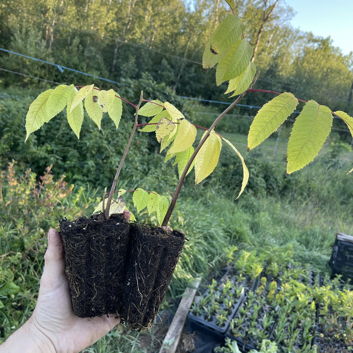 Manitoba Butternut at Oak Summit Nursery, fall 2026