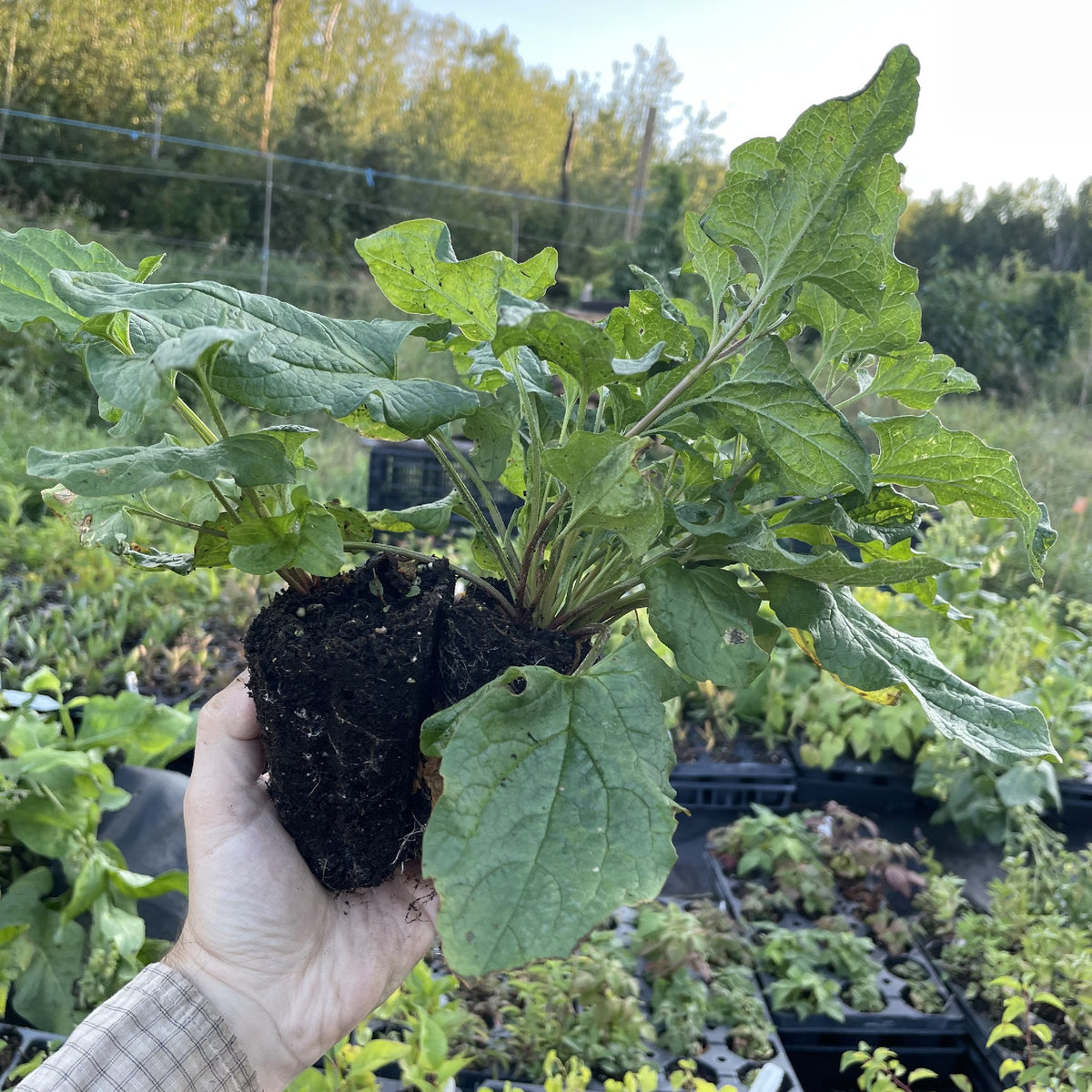 Good King Henry (Blitum bonus-henricus) at Oak Summit Nursery, fall 2026