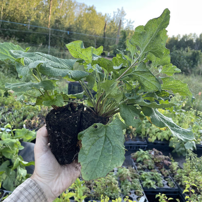 Good King Henry (Blitum bonus-henricus) at Oak Summit Nursery, fall 2026