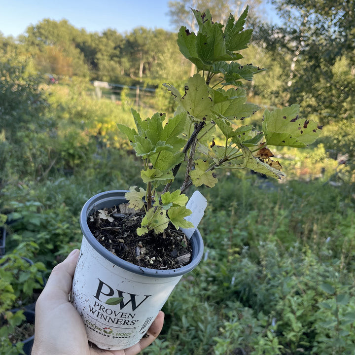 Wilder Red Currant at Oak Summit Nursery, fall 2026