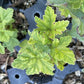 Wilder Red Currant at Oak Summit Nursery, fall 2026
