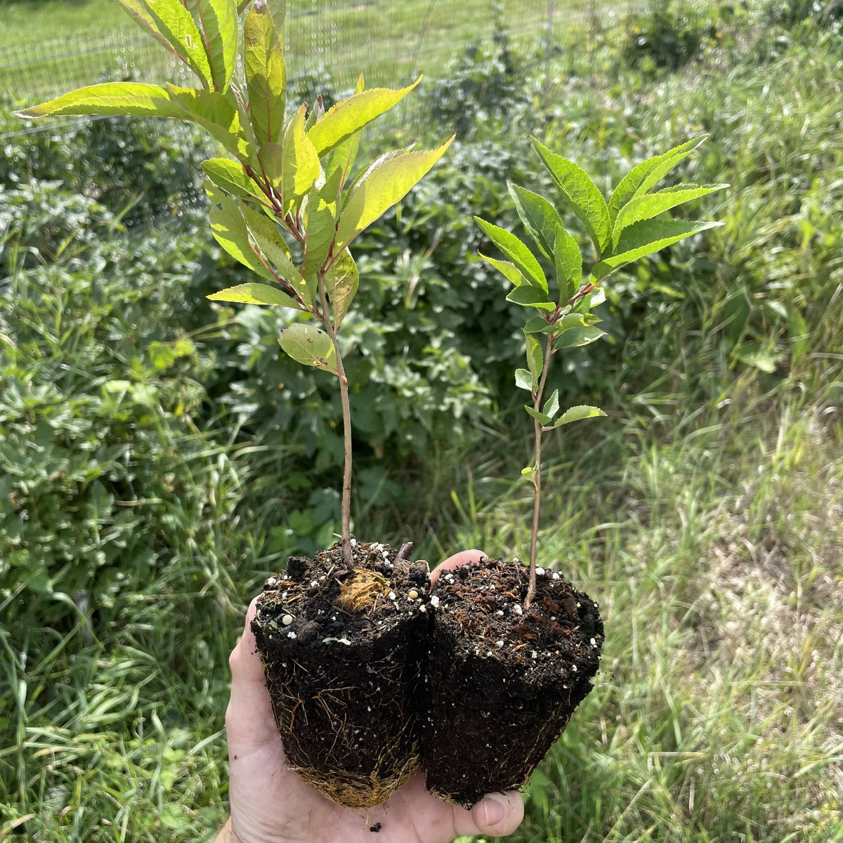 Wild Plum Seedlings at Oak Summit Nursery, fall 2026