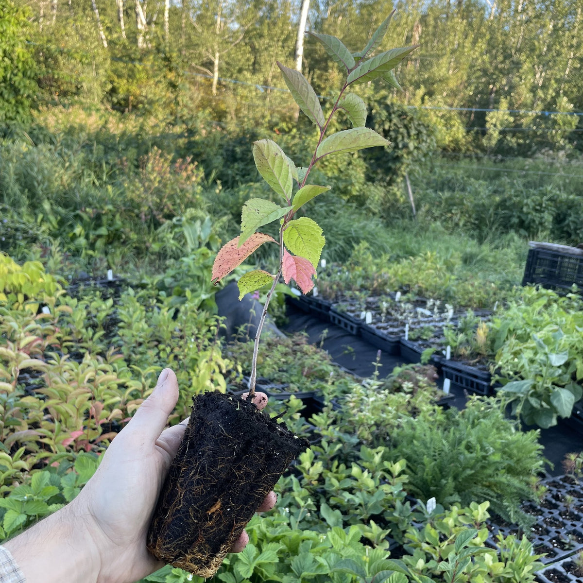 Wild Plum Seedlings at Oak Summit Nursery, fall 2026