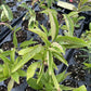 Wild Plum Seedlings at Oak Summit Nursery, fall 2026