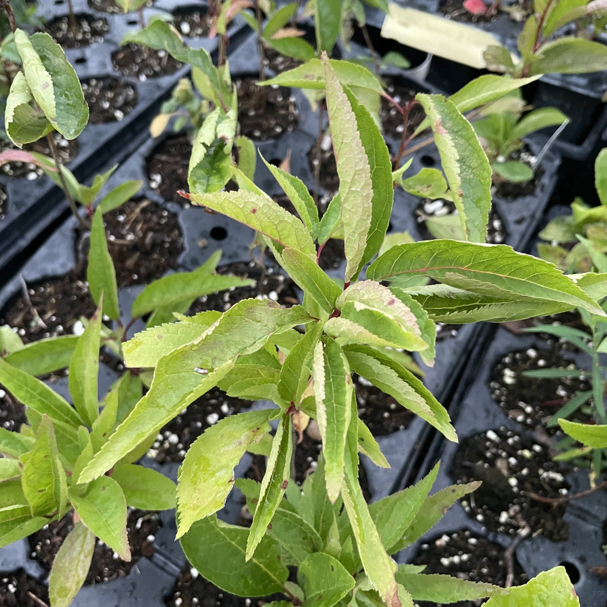 Wild Plum Seedlings at Oak Summit Nursery, fall 2026
