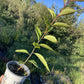Wild Plum Seedlings at Oak Summit Nursery, fall 2026