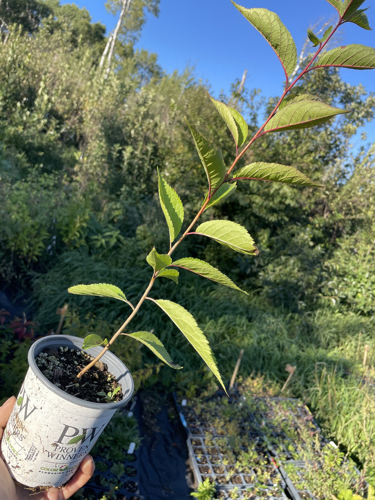 Wild Plum Seedlings at Oak Summit Nursery, fall 2026
