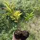 Wild Plum Seedlings at Oak Summit Nursery, fall 2026