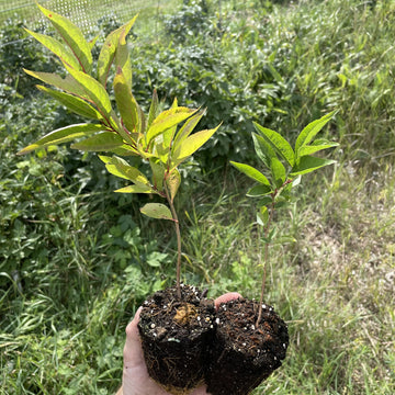 Wild hybrid seedlings · 2