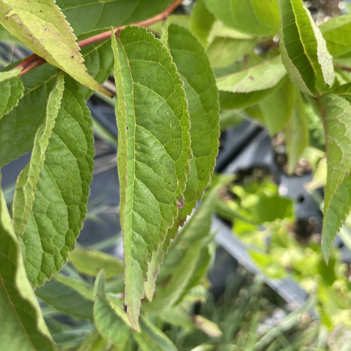 Wild Plum Seedlings at Oak Summit Nursery, fall 2026
