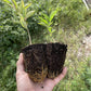 Wild Plum Seedlings at Oak Summit Nursery, fall 2026