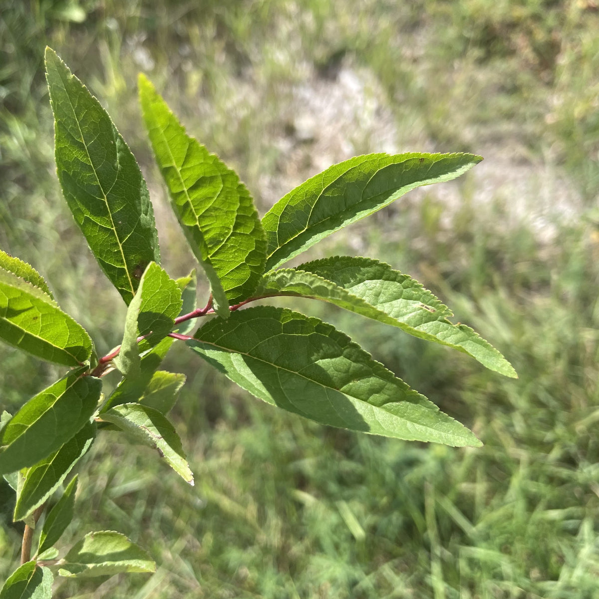 Wild Plum Seedlings at Oak Summit Nursery, fall 2026