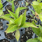 Wild Plum Seedlings at Oak Summit Nursery, fall 2026