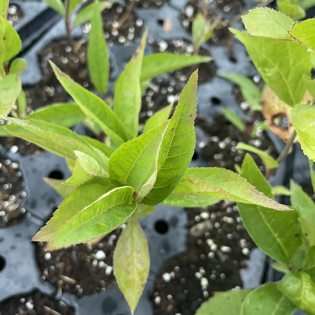 Wild Plum Seedlings at Oak Summit Nursery, fall 2026