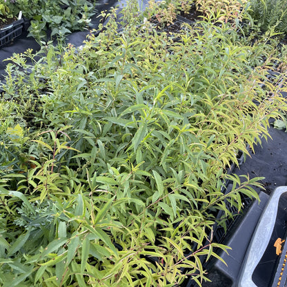 Siberian C Peach at Oak Summit Nursery, fall 2026