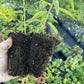 Siberian C Peach at Oak Summit Nursery, fall 2026