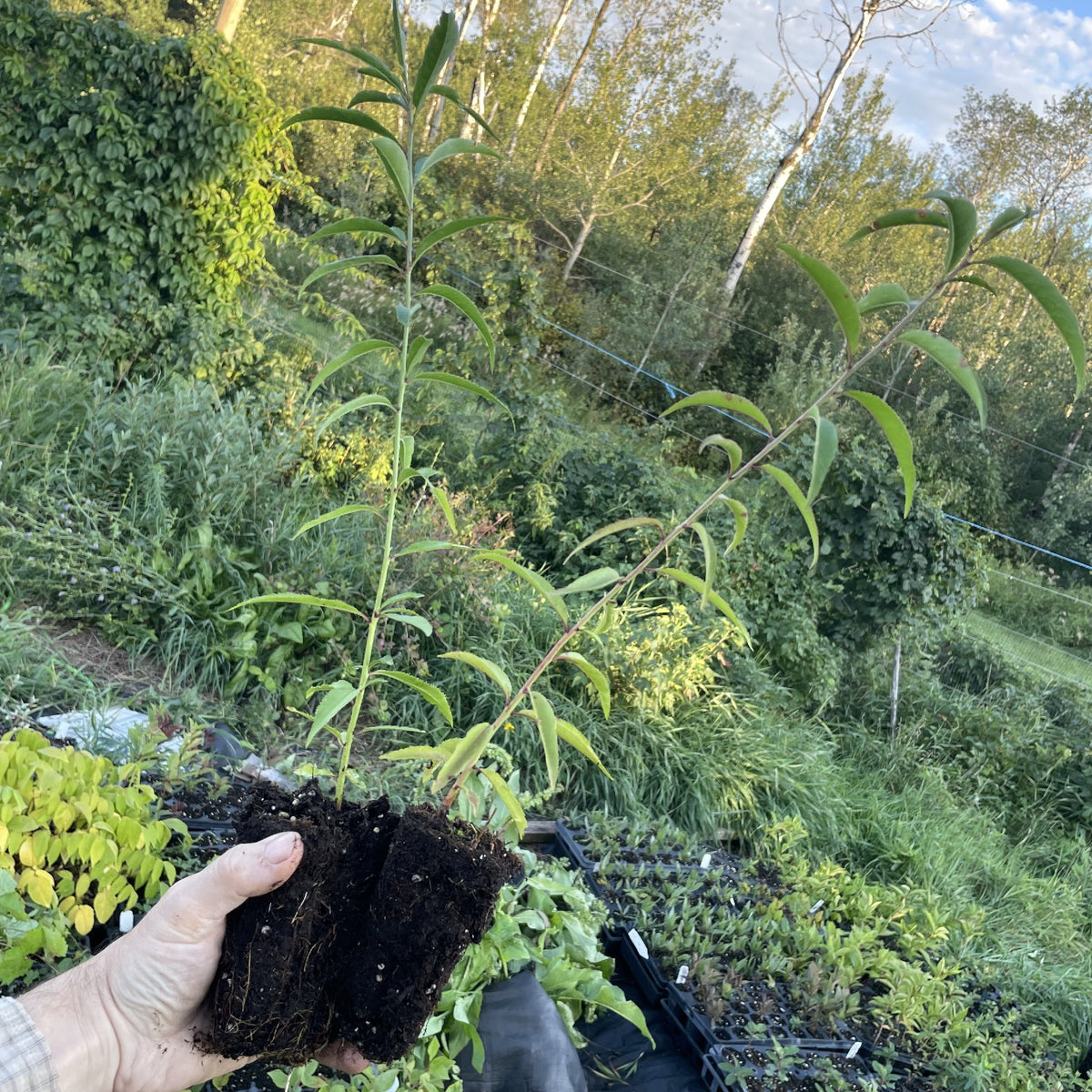 Siberian C Peach at Oak Summit Nursery, fall 2026