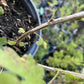 Northern Gooseberry at Oak Summit Nursery, fall 2026